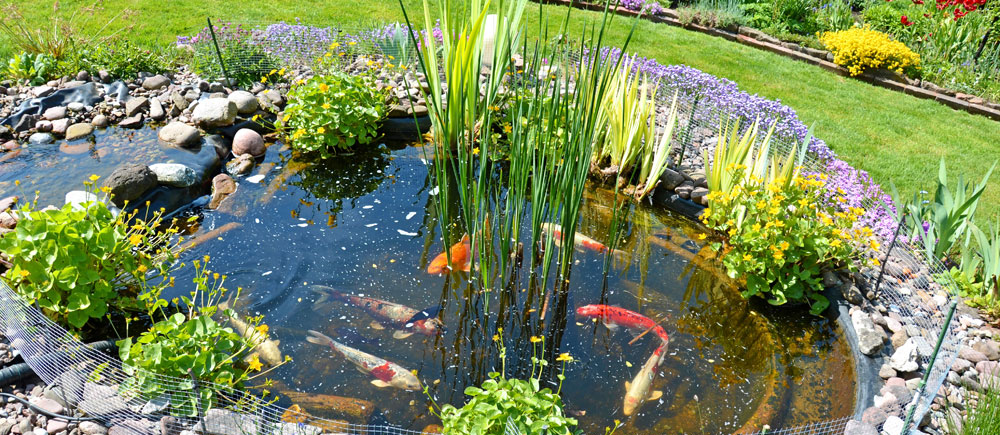 Ihr Garten - Ihre Fische - Ihr Gartenteich - schöner Leben mit Zoo Zöllner