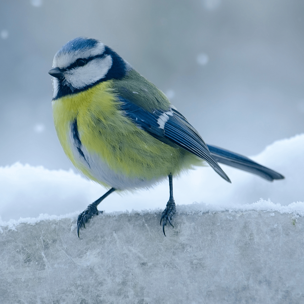 Blaumeise im Winter - Luzia's Welt - natürliches Leuchten